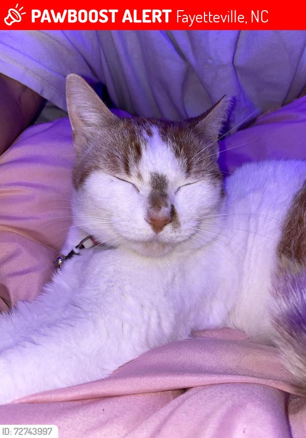 Lost Female Cat last seen Fayetteville nc , Fayetteville, NC 28314