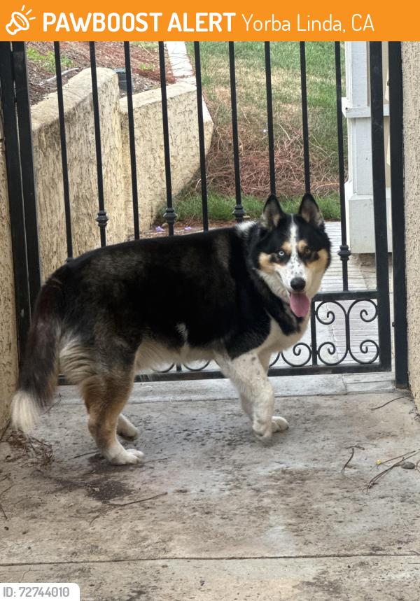 Found/Stray Male Dog last seen Yorba Linda Blvd. , Yorba Linda, CA 92886