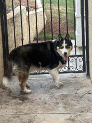 Found/Stray Male Dog last seen Yorba Linda Blvd. , Yorba Linda, CA 92886