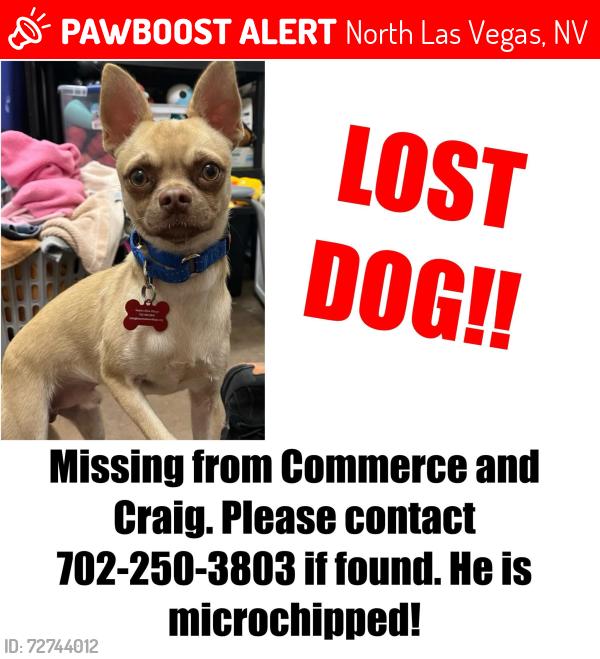 Lost Male Dog last seen Commerce & Craig, North Las Vegas, NV 89031