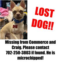 Lost Male Dog last seen Commerce & Craig, North Las Vegas, NV 89031
