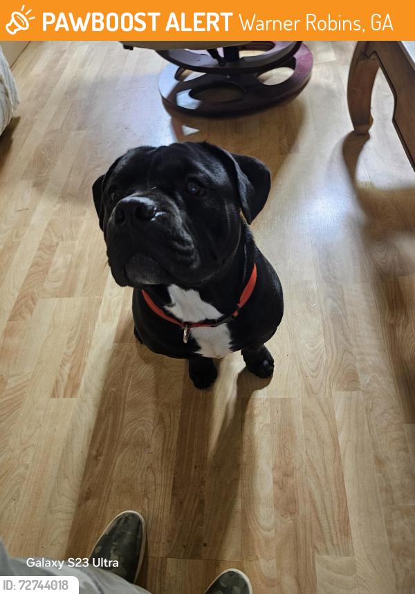 Found/Stray Male Dog last seen Johnson road , Warner Robins, GA 31093