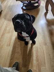 Found/Stray Male Dog last seen Johnson road , Warner Robins, GA 31093