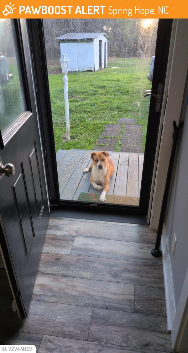 Found/Stray Male Dog last seen Frazier Road 1 mile from the highway , Spring Hope, NC 27882