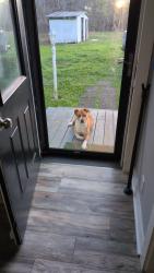 Found/Stray Male Dog last seen Frazier Road 1 mile from the highway , Spring Hope, NC 27882