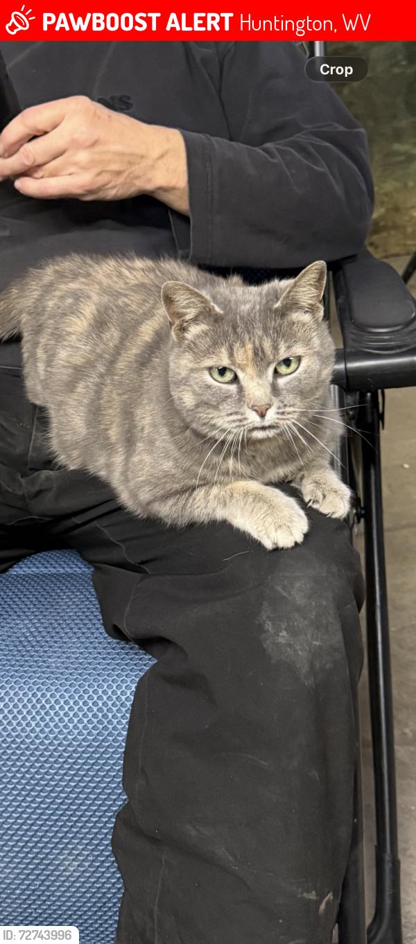 Lost Female Cat last seen Kyle Lane. Fly In Cafe. Robert Newlon Airfield, Huntington, WV 25702