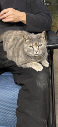 Lost Female Cat last seen Kyle Lane. Fly In Cafe. Robert Newlon Airfield, Huntington, WV 25702