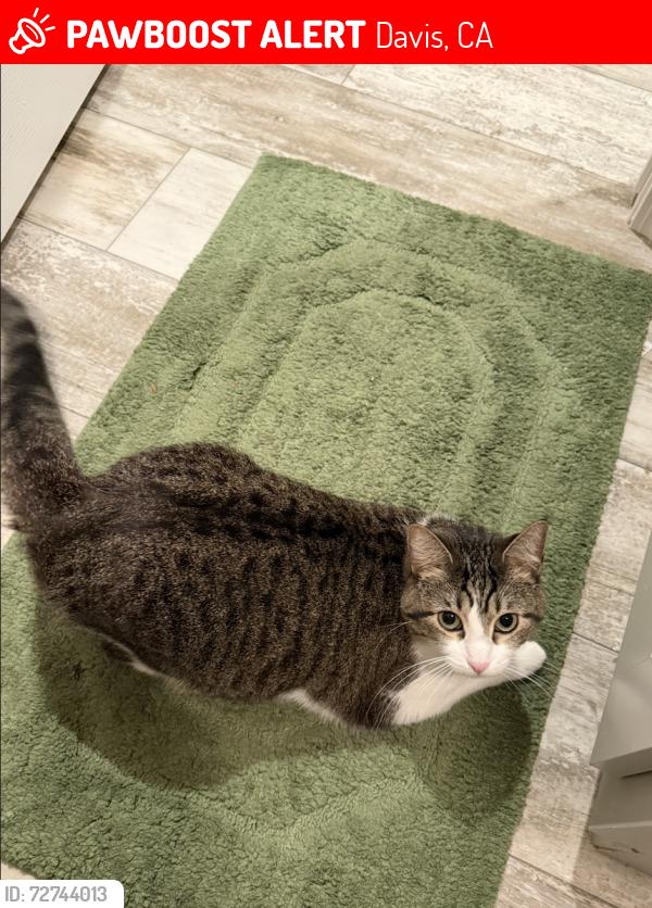 Lost Female Cat last seen Morris Way & Louise Lane, Davis, CA 95618