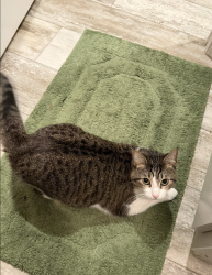 Lost Female Cat last seen Morris Way & Louise Lane, Davis, CA 95618