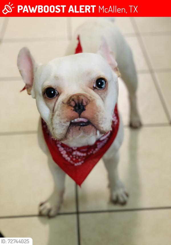 Lost Male Dog last seen N 29th st, McAllen, TX 78504