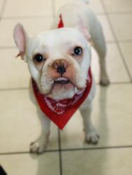 Lost Male Dog last seen N 29th st, McAllen, TX 78504
