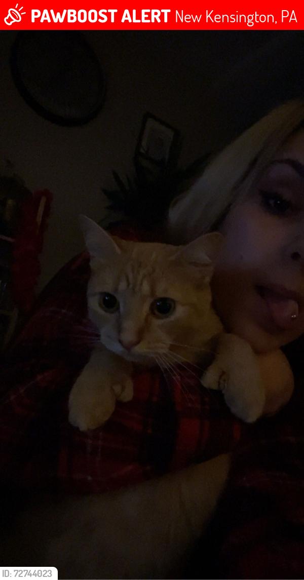 Lost Female Cat last seen Got out living room window while I wasn’t , New Kensington, PA 15068