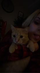 Lost Female Cat last seen Got out living room window while I wasn’t , New Kensington, PA 15068