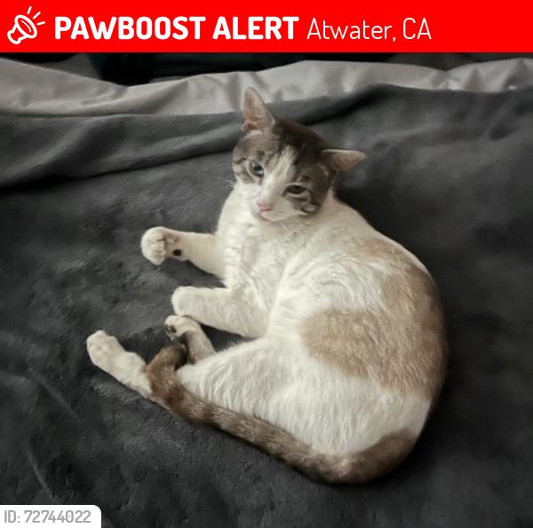 Lost Male Cat last seen Cedar Avenue & High Street Atwater, CA, Atwater, CA 95301
