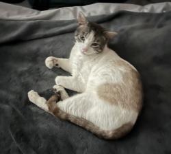 Lost Male Cat last seen Cedar Avenue & High Street Atwater, CA, Atwater, CA 95301