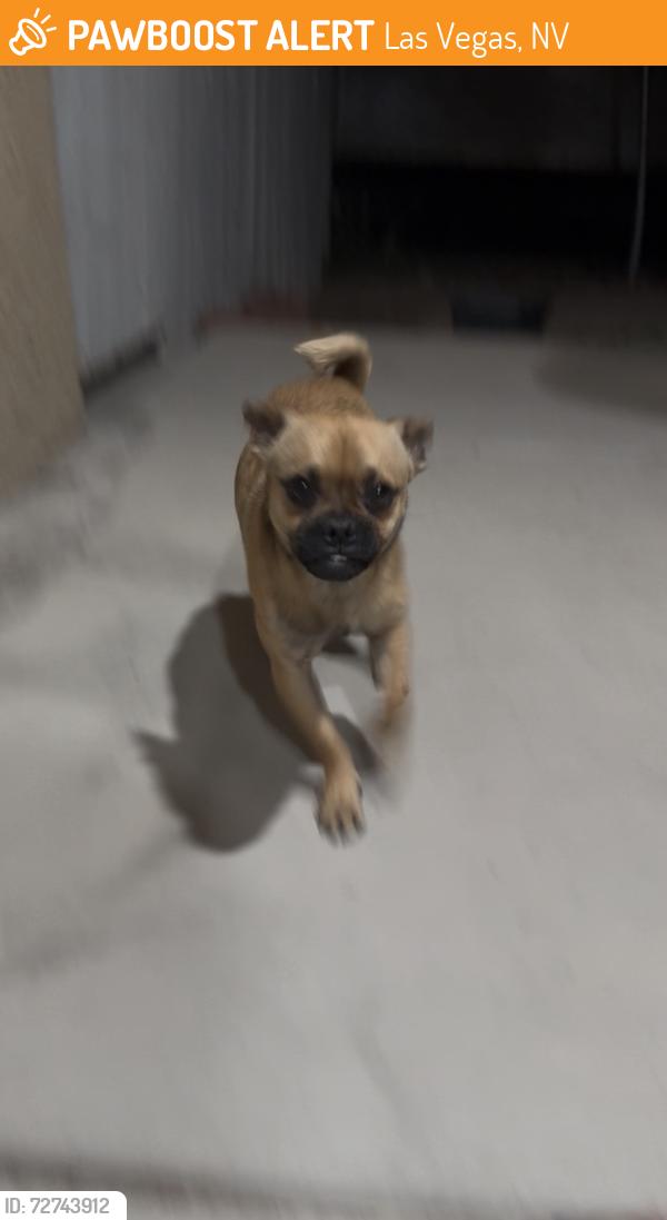 Found/Stray Male Dog last seen Sahara and Lamb, Las Vegas, NV 89121