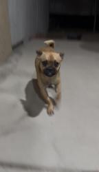 Found/Stray Male Dog last seen Sahara and Lamb, Las Vegas, NV 89121