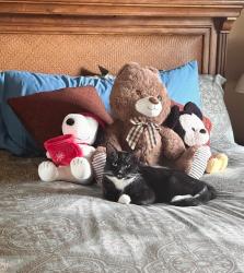 Lost Female Cat last seen (Redd Rd and Resler); (Bishop Flores and Windcrest) (Startlit and Windcrest , El Paso, TX 79912
