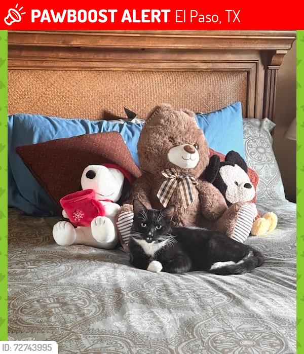 Lost Female Cat last seen (Redd Rd and Resler); (Bishop Flores and Windcrest) (Startlit and Windcrest , El Paso, TX 79912