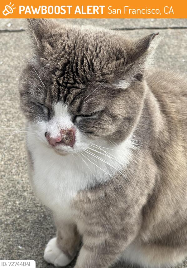 Found/Stray Female Cat last seen Ashton near Ocean Ave., San Francisco, CA 94112