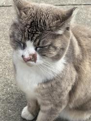 Found/Stray Female Cat last seen Ashton near Ocean Ave., San Francisco, CA 94112