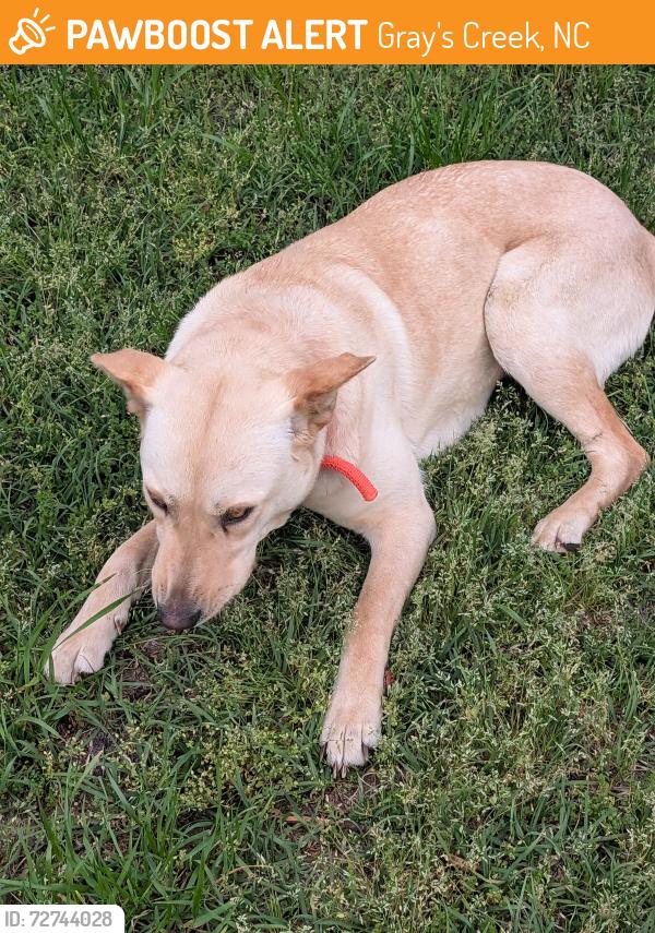 Found/Stray Female Dog last seen Off rufus Johnson Rd, Gray's Creek, NC 28306