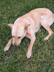 Found/Stray Female Dog last seen Off rufus Johnson Rd, Gray's Creek, NC 28306