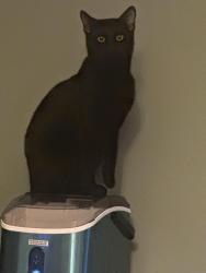 Lost Male Cat last seen Allen Rd and Basil , Canal Winchester, OH 43110