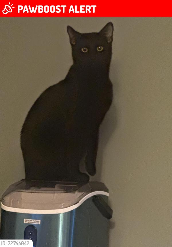 Lost Male Cat last seen Allen Rd and Basil , Canal Winchester, OH 43110