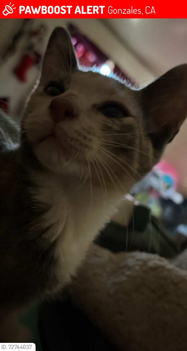 Lost Female Cat last seen Near the city dump pen, Gonzales, CA 93926
