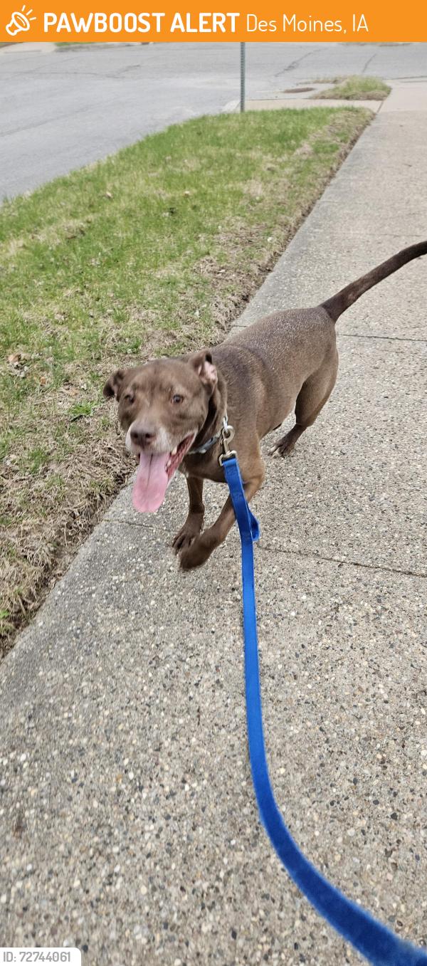 Found/Stray Female Dog last seen 25th and Mansfield, Des Moines, IA 50317