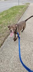 Found/Stray Female Dog last seen 25th and Mansfield, Des Moines, IA 50317