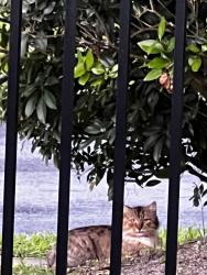 Found/Stray Unknown Cat last seen 27th and 13th, Ham Lake, MN 55304