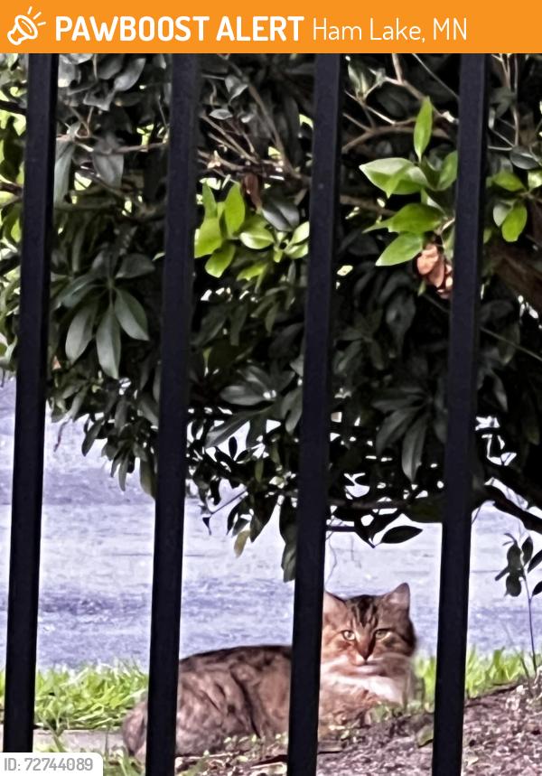 Found/Stray Unknown Cat last seen 27th and 13th, Ham Lake, MN 55304