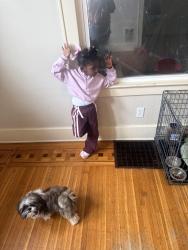 Lost Male Dog last seen Hardwick and culver rd , Rochester, NY 14609