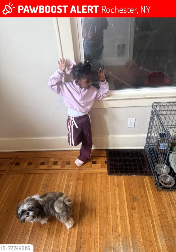 Lost Male Dog last seen Hardwick and culver rd , Rochester, NY 14609