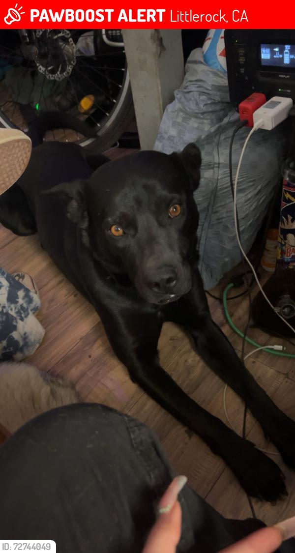 Lost Male Dog last seen 87th and ave t, Littlerock, CA 93543
