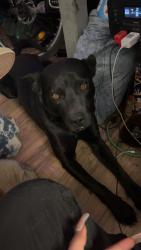 Lost Male Dog last seen 87th and ave t, Littlerock, CA 93543