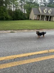 Found/Stray Unknown Dog last seen Eagles ridge, Jefferson, GA 30549
