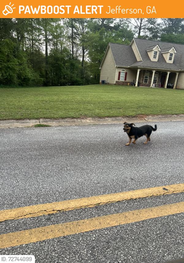 Found/Stray Unknown Dog last seen Eagles ridge, Jefferson, GA 30549