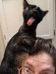 Found/Stray Female Cat last seen Huntsfield Dr Greenville, Greenville, SC 29607