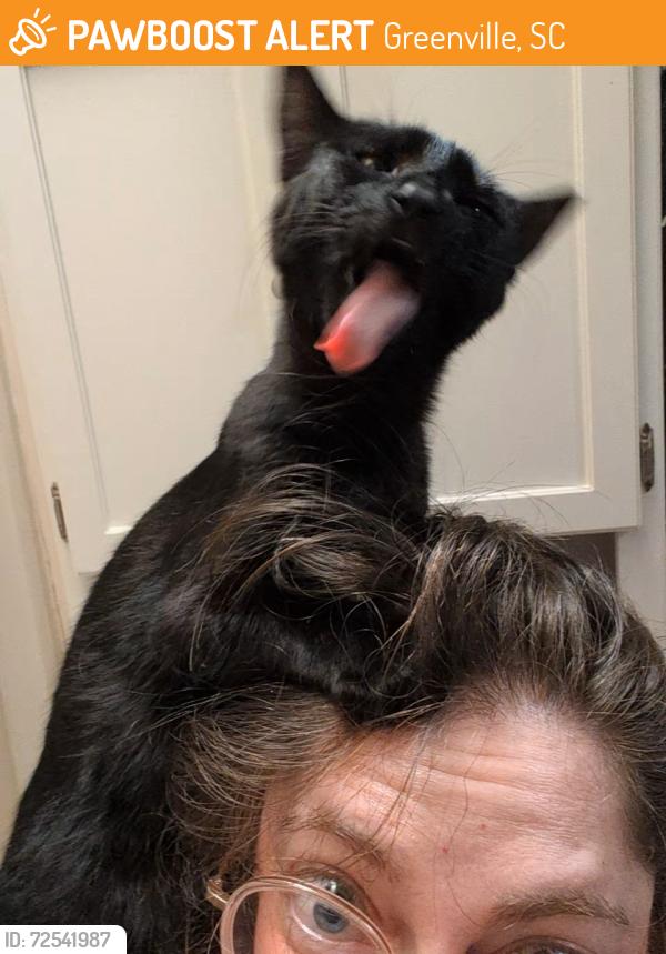 Found/Stray Female Cat last seen Huntsfield Dr Greenville, Greenville, SC 29607