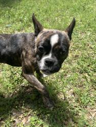 Found/Stray Female Dog last seen Enchanted valley and huffmeister , Cypress, TX 77429