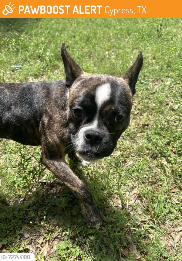 Found/Stray Female Dog last seen Enchanted valley and huffmeister , Cypress, TX 77429