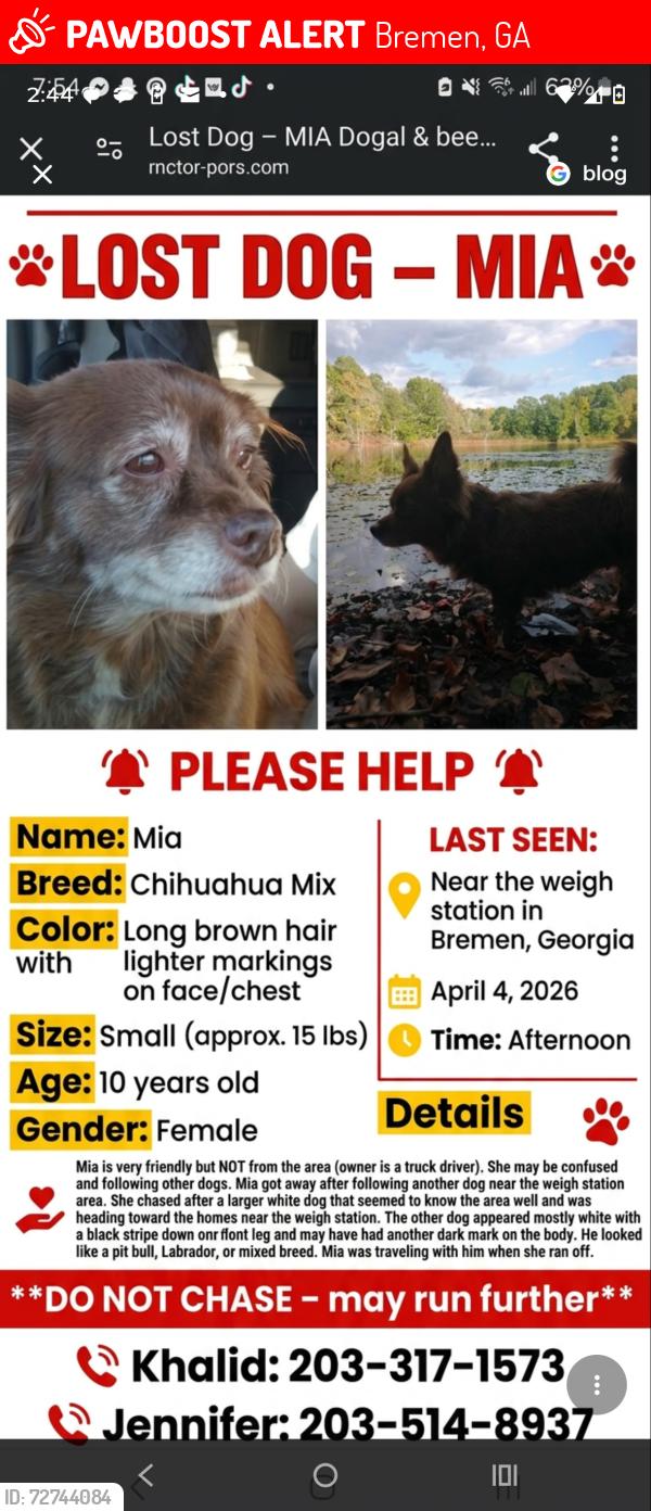 Lost Female Dog last seen She chased another dog  who was white some dark areas on leg and body looked to be a lot of lab possibly who she saw at the weigh station on I 20 in breman Georgia headed toward hses in the area as he seemed to be familiar with that area.   , Bremen, GA 30110
