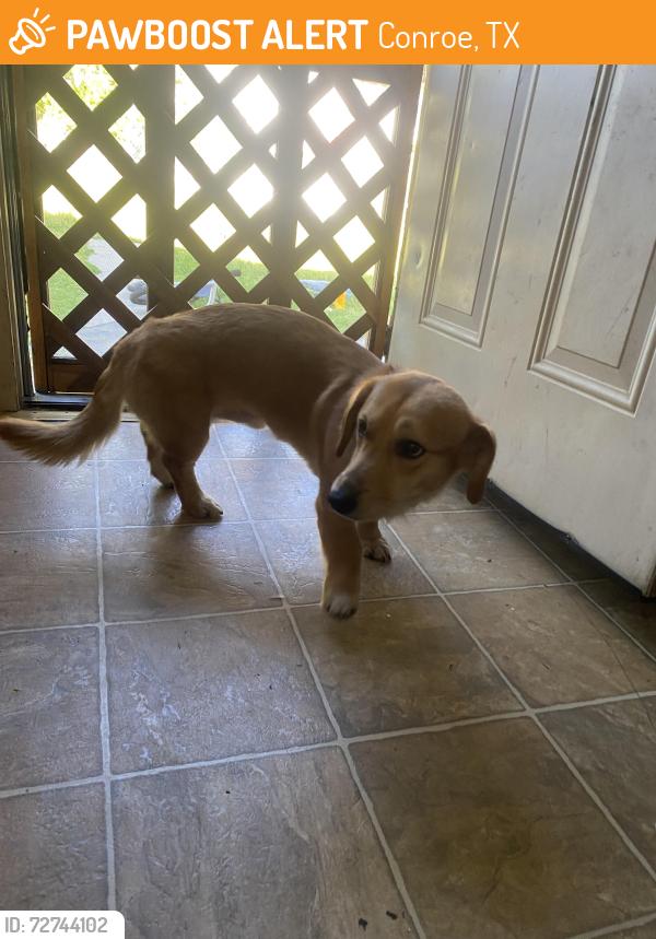 Found/Stray Unknown Dog last seen 1st Conroe Texas 77301, Conroe, TX 77301