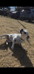 Lost Female Dog last seen S Hulen St and Grandbury Rd, Fort Worth, TX 76133
