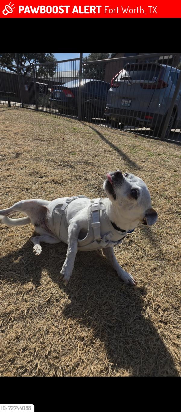 Lost Female Dog last seen S Hulen St and Grandbury Rd, Fort Worth, TX 76133