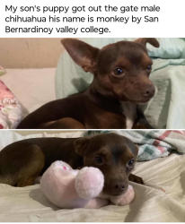 Lost Male Dog last seen Bunker Hill Dr , San Bernardino, CA 92410