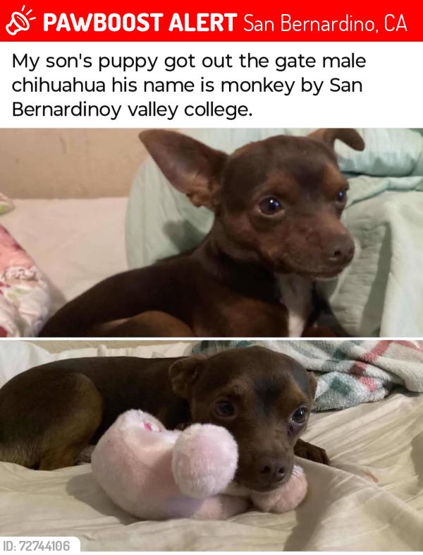 Lost Male Dog last seen Bunker Hill Dr , San Bernardino, CA 92410